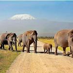 Amboseli National Park