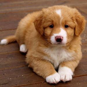 Our New Puppy