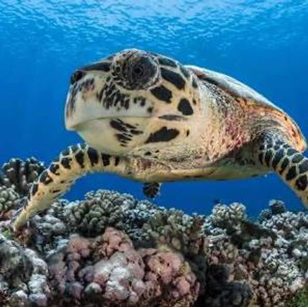 Snorkeling with turtles