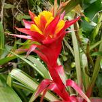 Hawaii Tropical Bioreserve & Garden