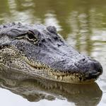 Gatorland