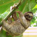 Sloth Watching Trail La Fortuna, Sloth Park