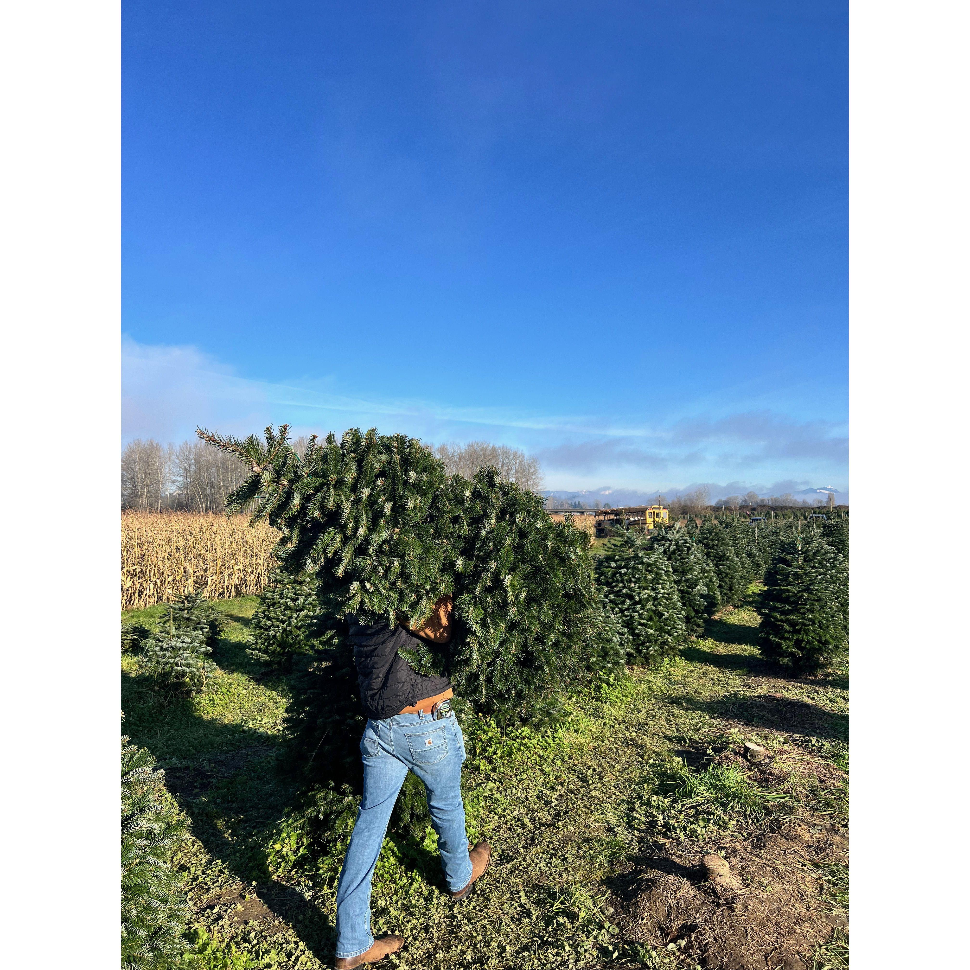 Chopping down our first Christmas tree!