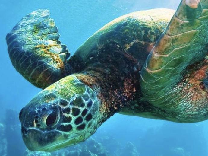 Turtle Canyon Snorkel Cruise