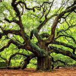 Visit the famous Angel Oak Tree