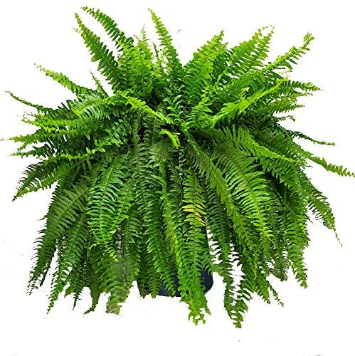 Live Boston Fern Hanging Basket – 12" Basket with 34” Wide Lush Green Fronds – Air-Purifying Houseplant – Pet Friendly & Easy Care for Home, Porch, Patio, or Office Décor