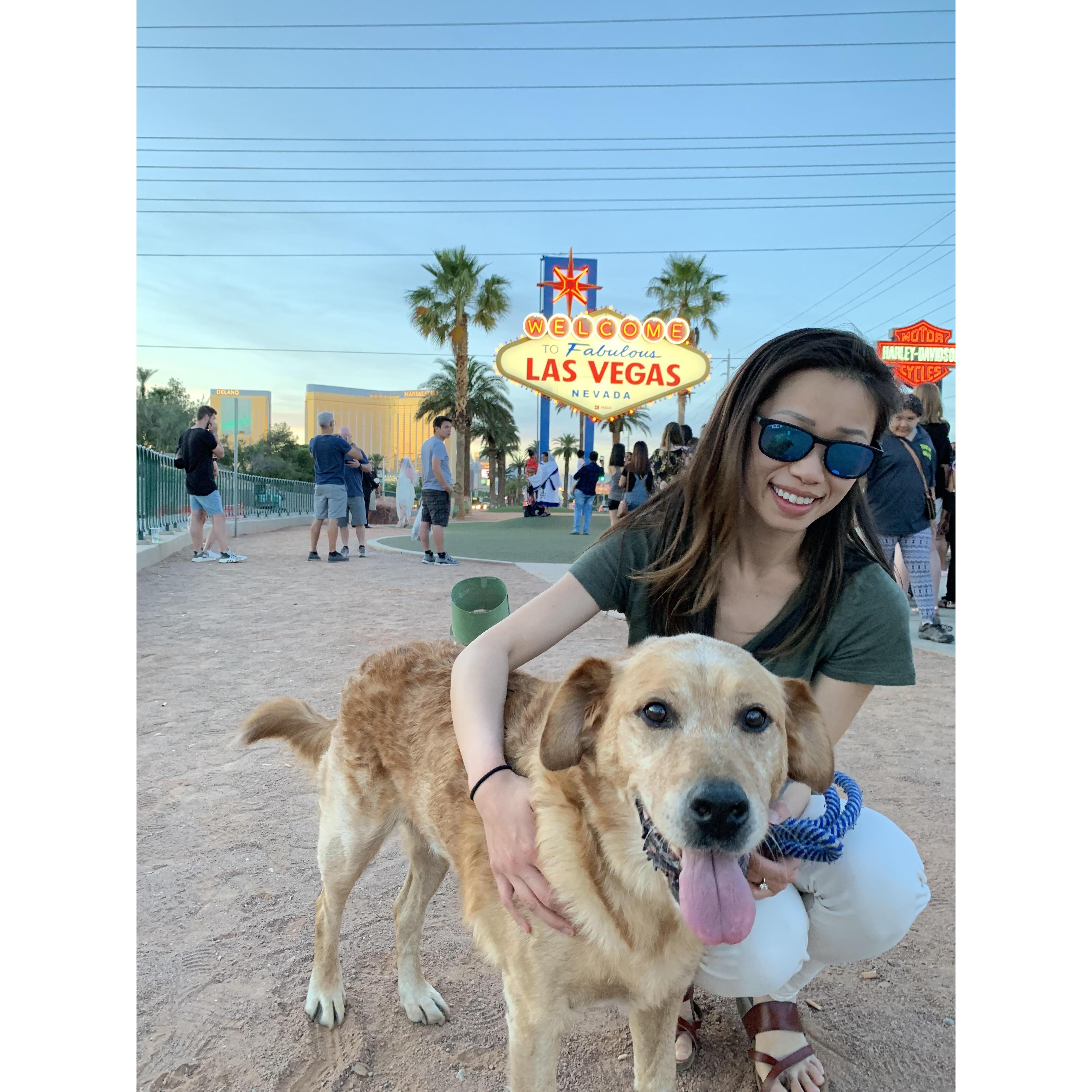Road trip with Copper to his forever home in Vegas