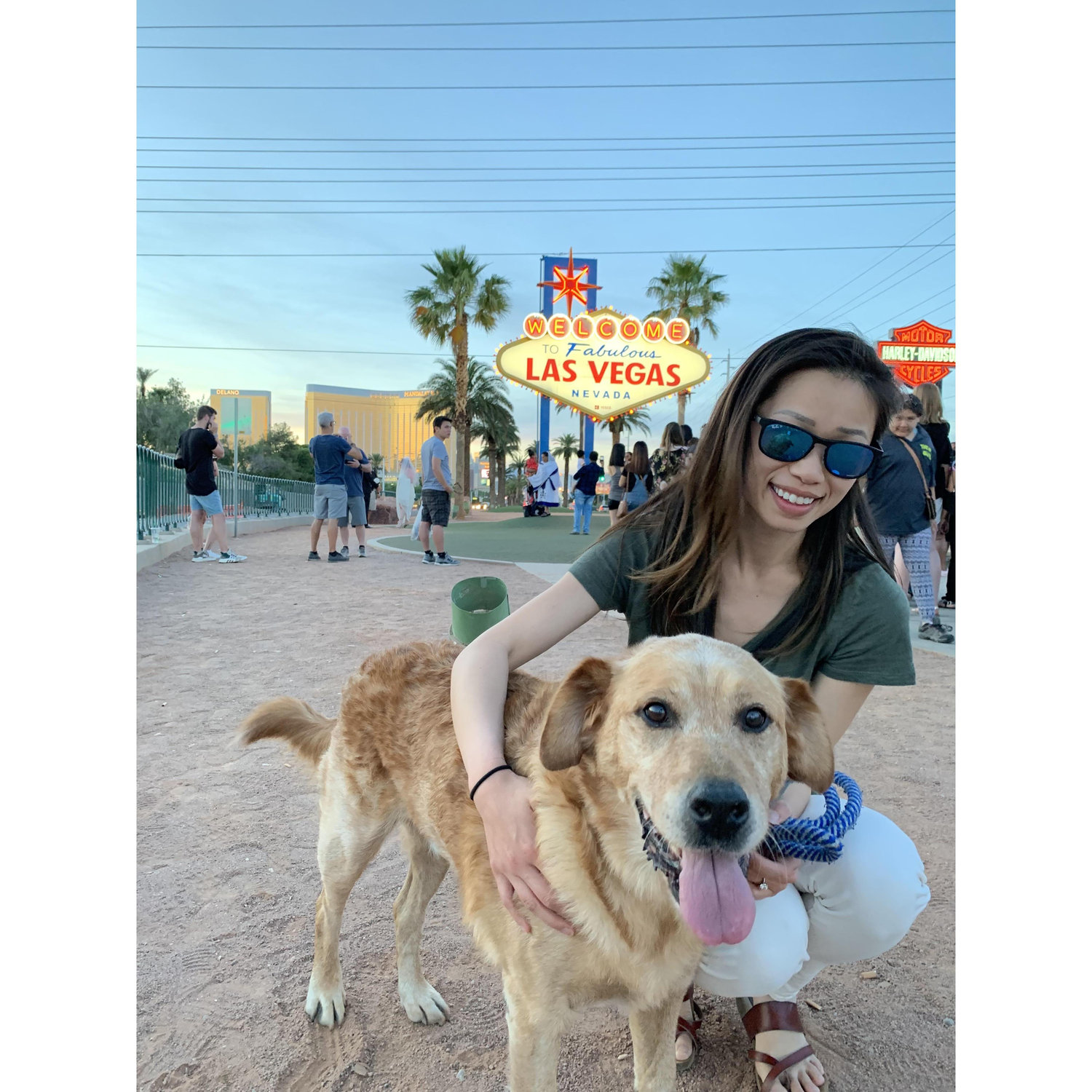 Road trip with Copper to his forever home in Vegas