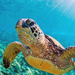 Snorkeling in St. Lucia