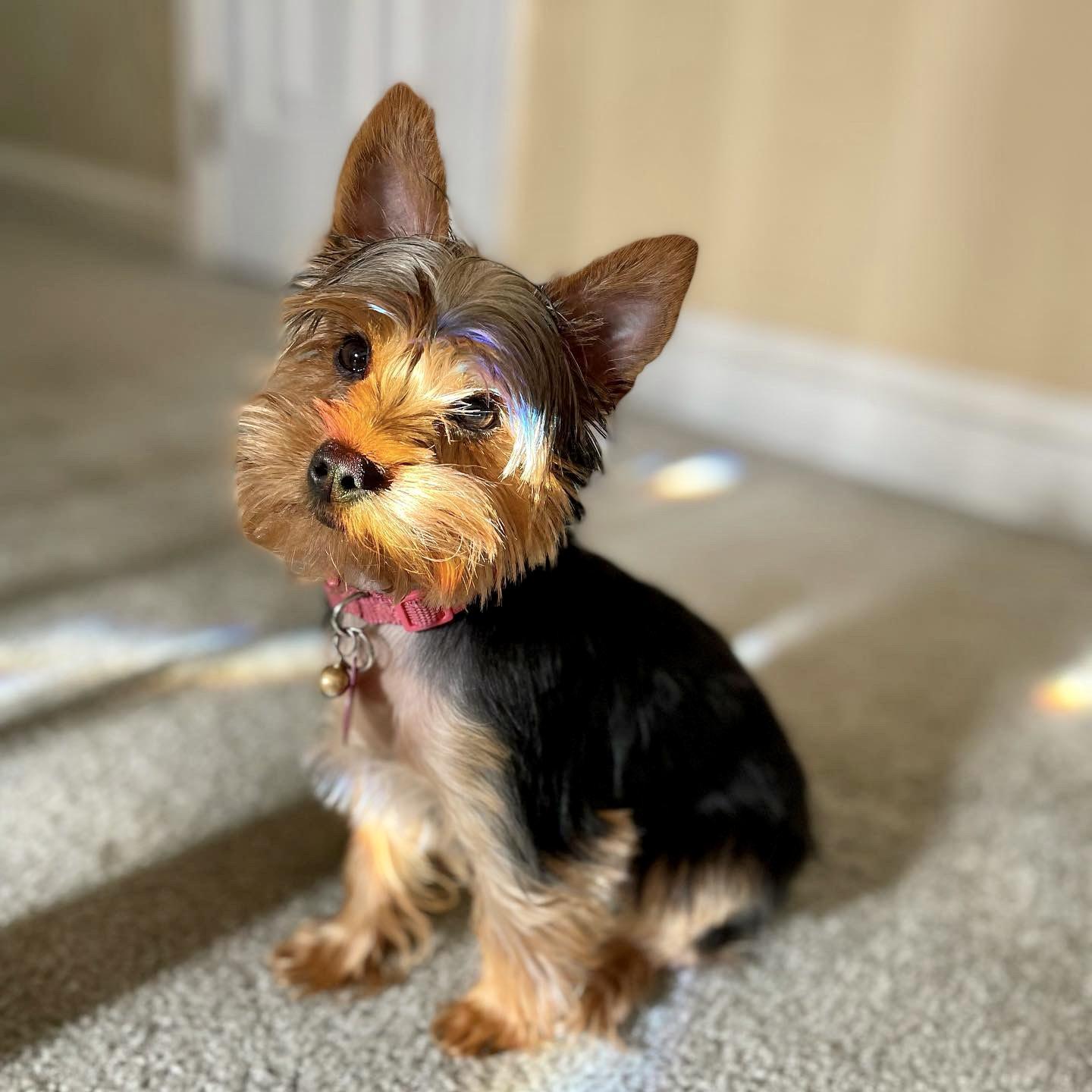 Our little princess, MoMo
Nuestra princesita, MoMo