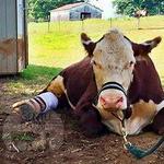 The Gentle Barn