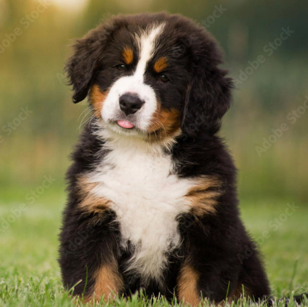 Our Puppy Fund