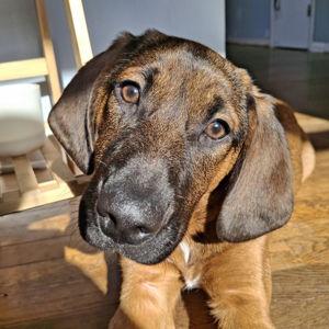 Year's Supply Of Pet Treats For Willow