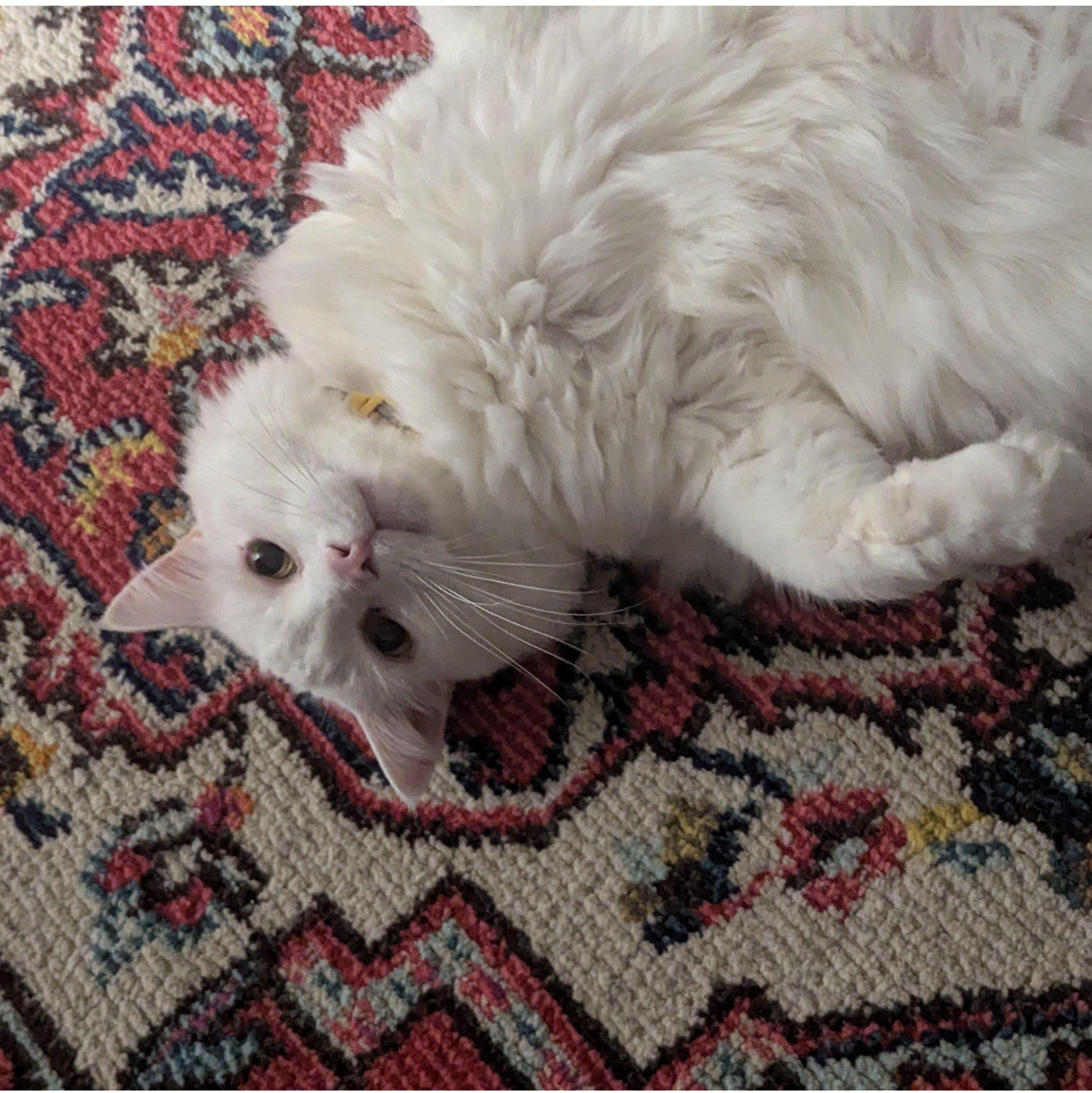 Our adopted son and Best Cat!
