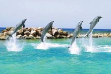 Swimming with Dolphins