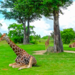 Zoo Miami