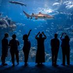 The Florida Aquarium