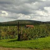 Wellwood Orchards Inc.