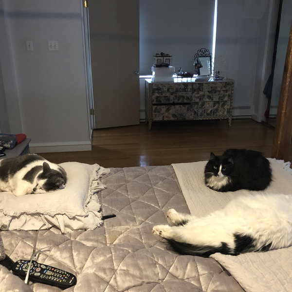 Cape Atlantic Cats