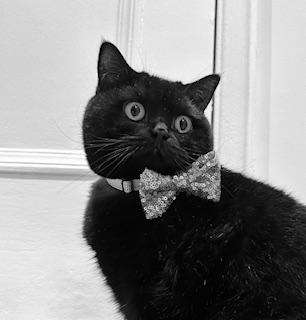 The Wedding Website of Olivia Almaviva and Gregory Lenane