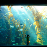 Birch Aquarium at Scripps