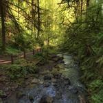 Forest Park