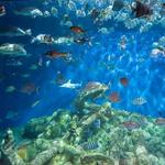 North Carolina Aquarium at Pine Knoll Shores
