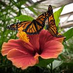 Butterfly Pavilion