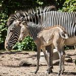 Lincoln Park Zoo
