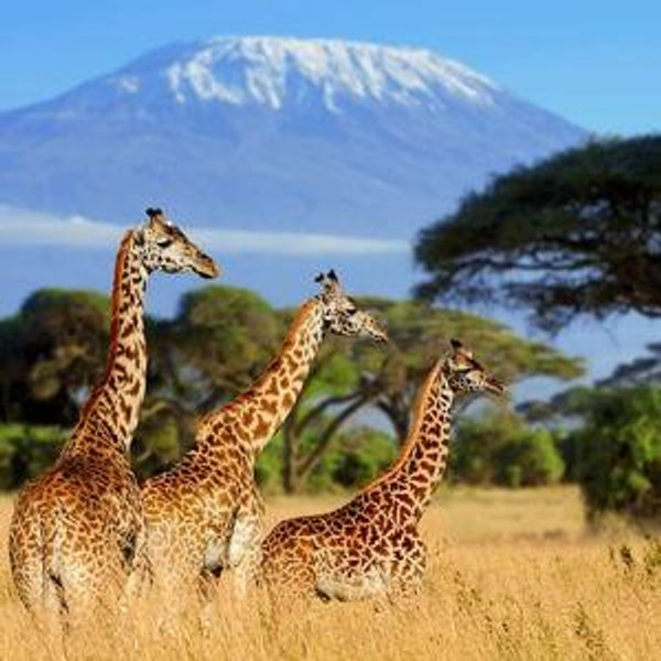 Honeymoon Fund- AFRICA!!!