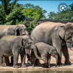 Houston Zoo
