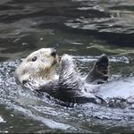 Minnesota Zoo