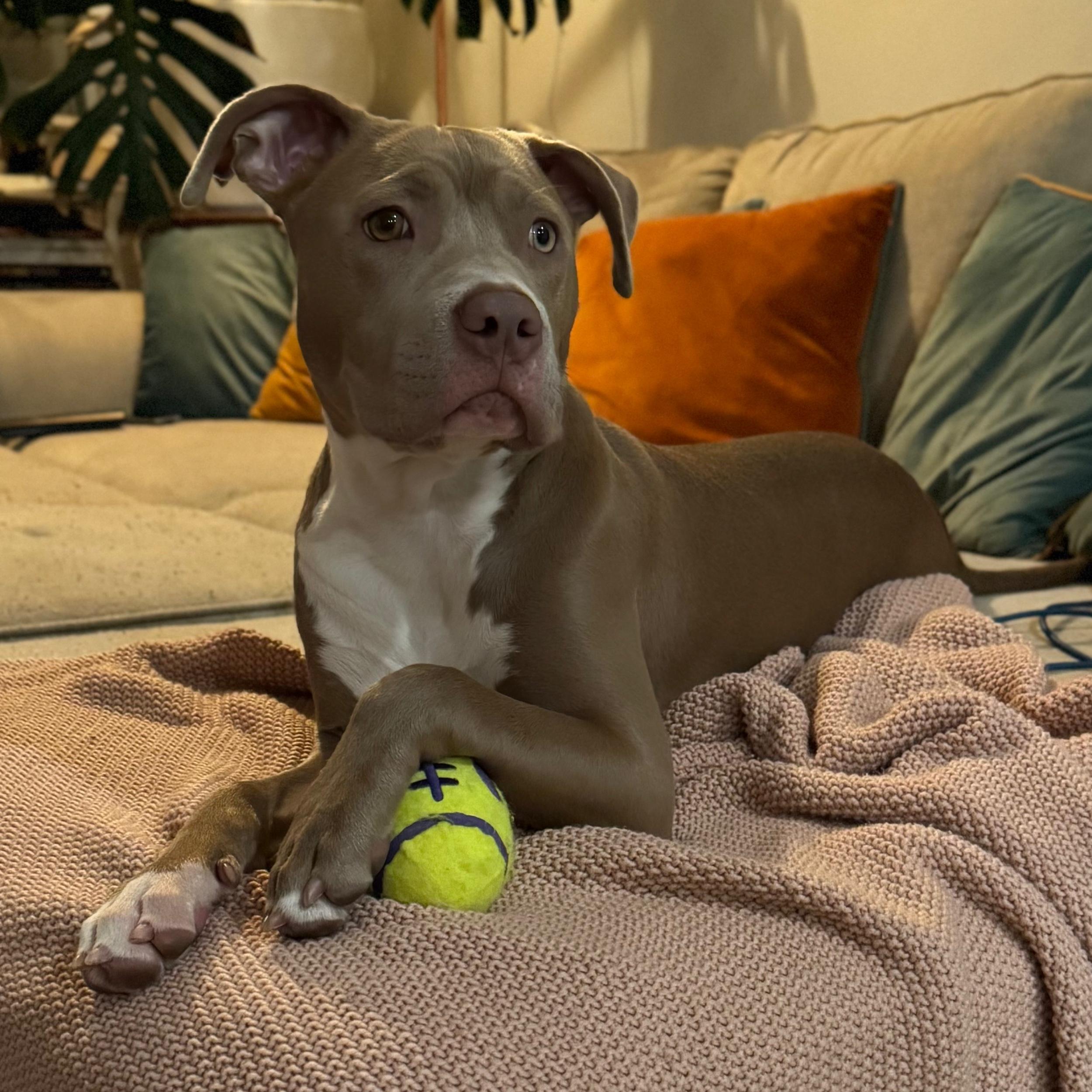 Send Sammie to Puppy School
