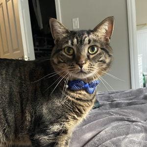 Pet sitter for Wesley