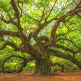 Angel Oak Tree
