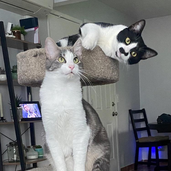 Oregon Humane Society