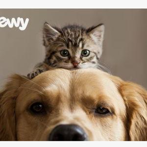 CHEWY eGift Card, Chewy Pet Lovers, $25 - Chewy.com