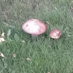 Mushroom & Other Foraging