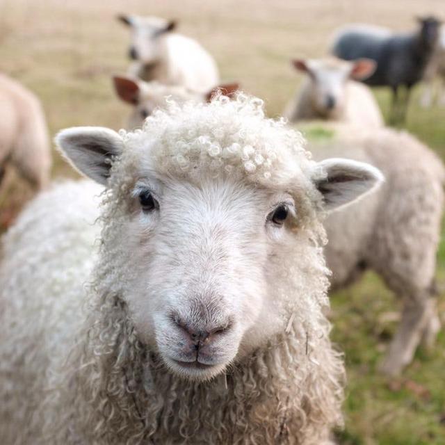 Give the Gift of a Sheep