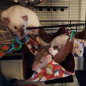 Rattie fund