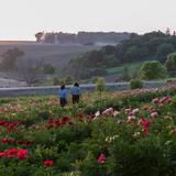 Hidden Springs Peony Farm LLC