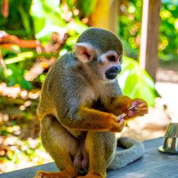 Monkey sanctuary trip