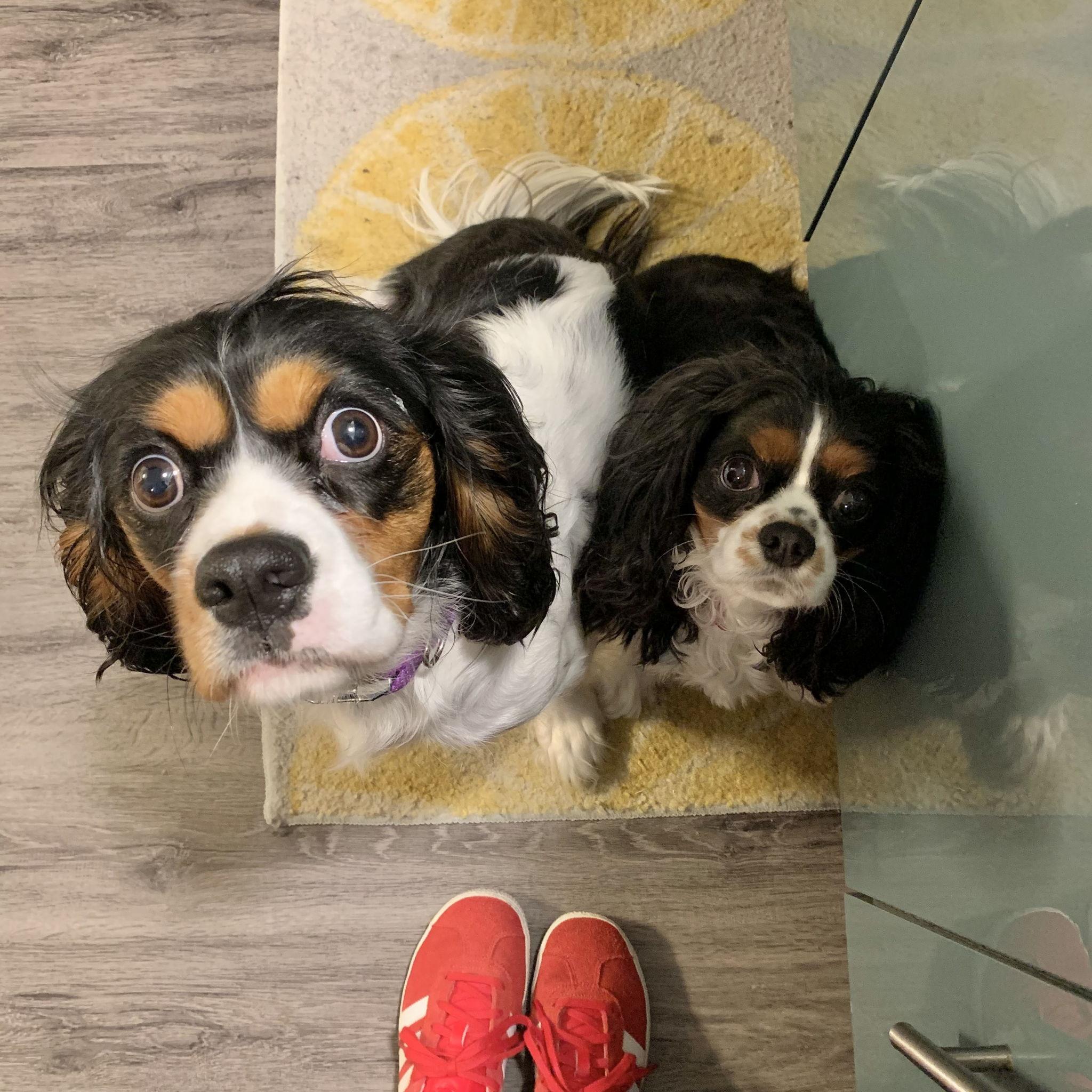 Stevie started to settle in just fine.