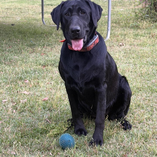 Our Pet Toy Fund