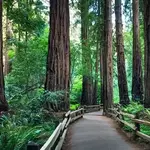 Muir Woods National Monument
