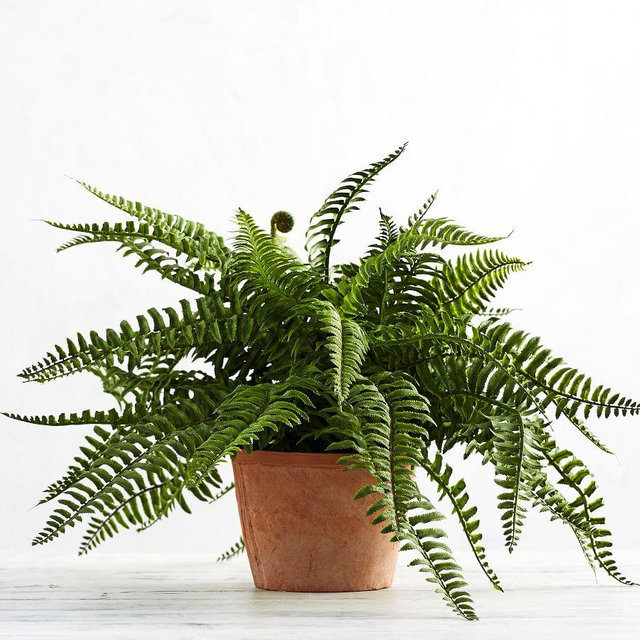 Faux Potted Boston Fern