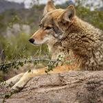 Arizona-Sonora Desert Museum