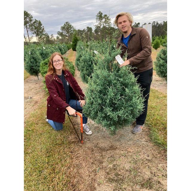 Our first Christmas Tree... our cats ate most of it.