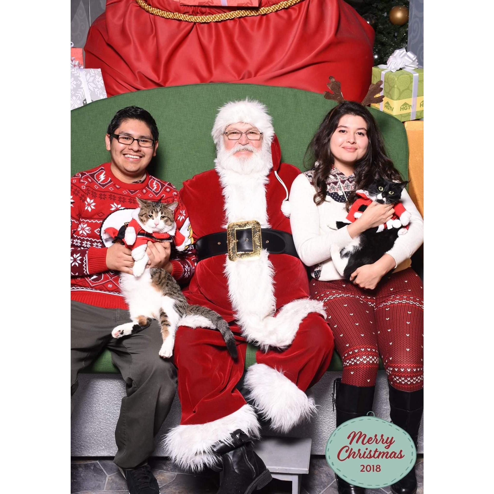 Christmas with our cats!