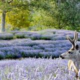 Carmel Valley Ranch
